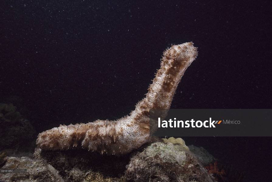 Pepino de mar (Bohadschia graeffei) desove, gran barrera de coral, Australia