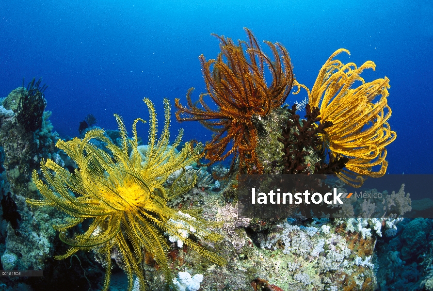 Estrella de pluma (Oxycomanthus bennetti) sentado en la cima de un coral Bommie, gran barrera de cor