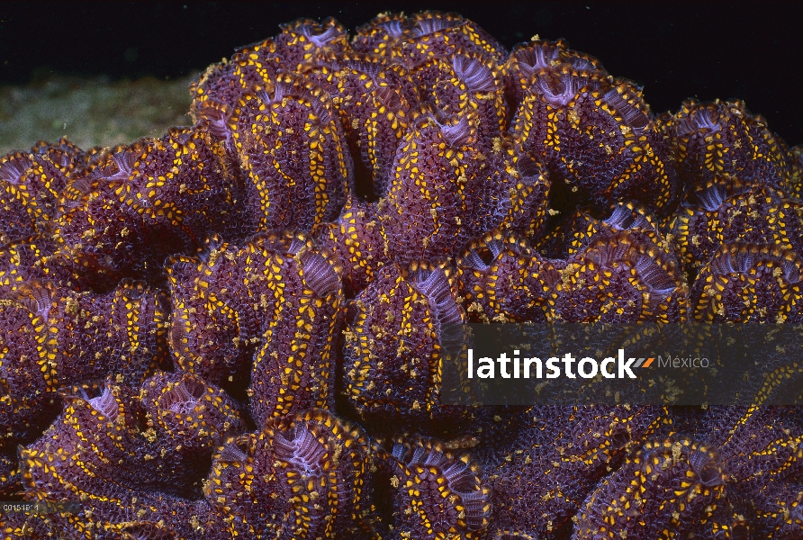 Grupo de coloración (Botrylloides magnicoecum), Jervis Bay, New South Wales, Australia