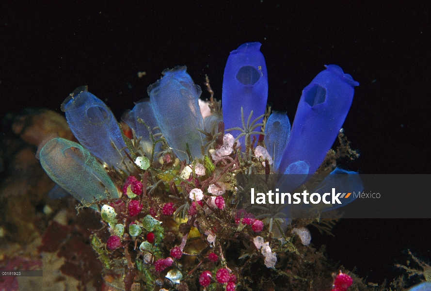 Tunicado grupo (Rhopalaea sp) rodeado de ascidias, Bali, Indonesia