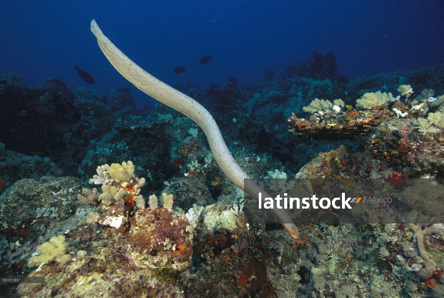 Serpiente de mar de oliva (laevis de Aipysurus) natación, gran barrera de coral, Australia