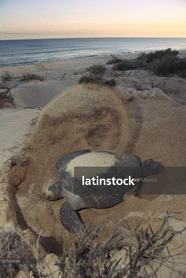 Tortuga del mar verde (mydas de Chelonia) que cubre nido después de poner huevos, Exmouth, Australia