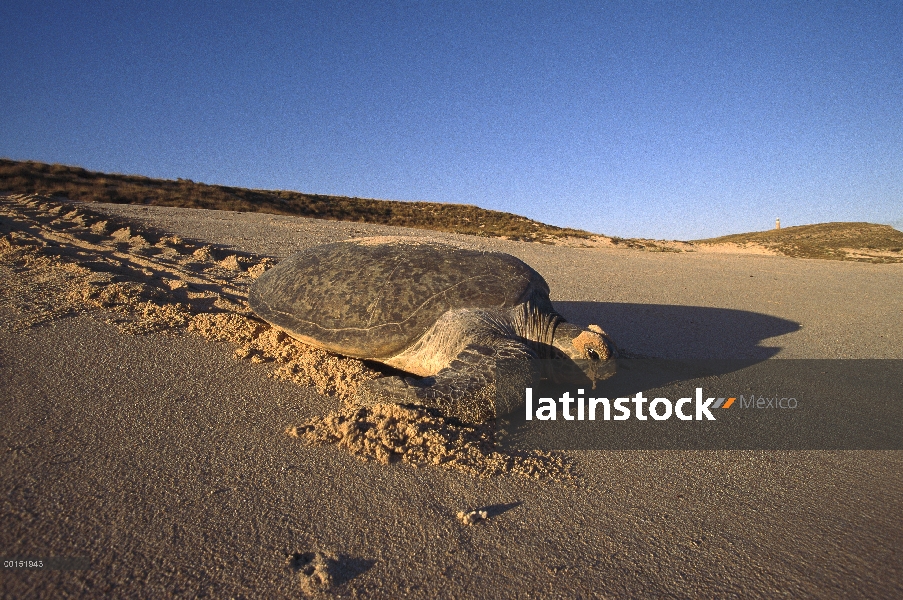 Tortuga del mar verde (mydas de Chelonia) arrastrándose hacia el mar después de poner sus huevos, Au