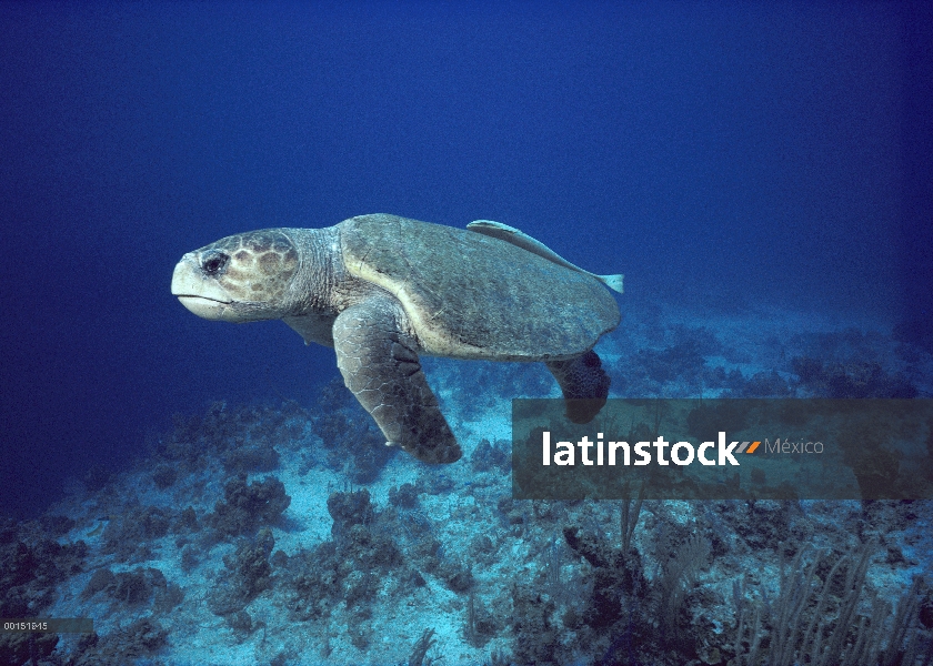 Mar de tortuga boba tortuga (Caretta caretta) nadar bajo el agua con Remora unida a su caparazón, Ca