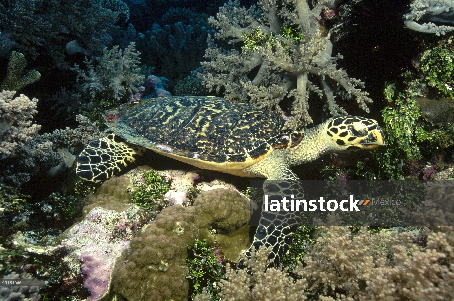 Carey tortuga marina (Eretmochelys imbricata) camuflado contra rocas, mar del Coral, Queensland, Aus