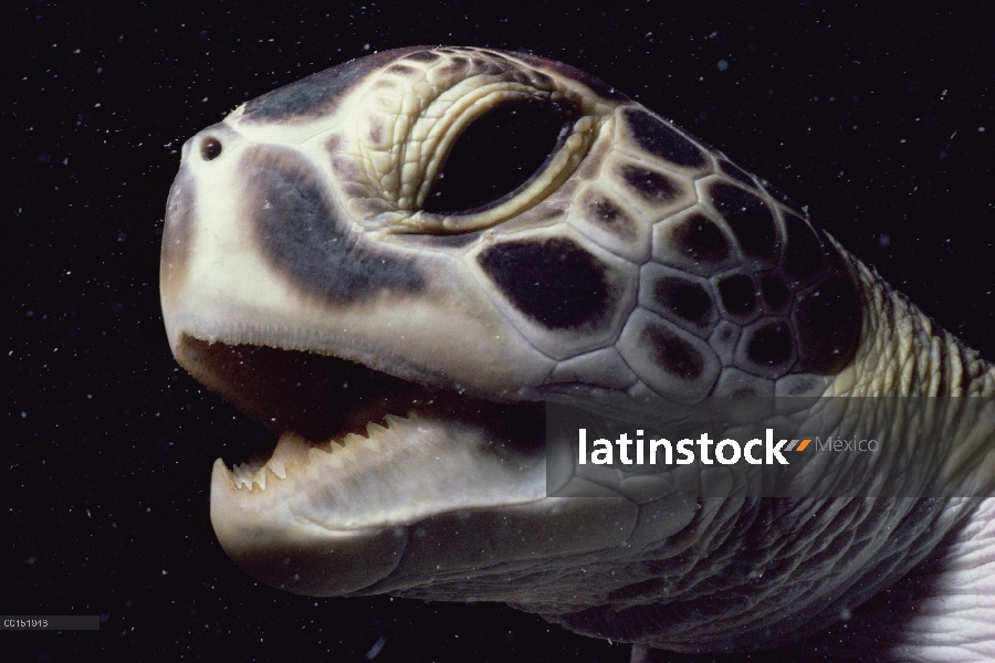 Tortuga verde (Chelonia mydas), Caicos del sur, British West Indies