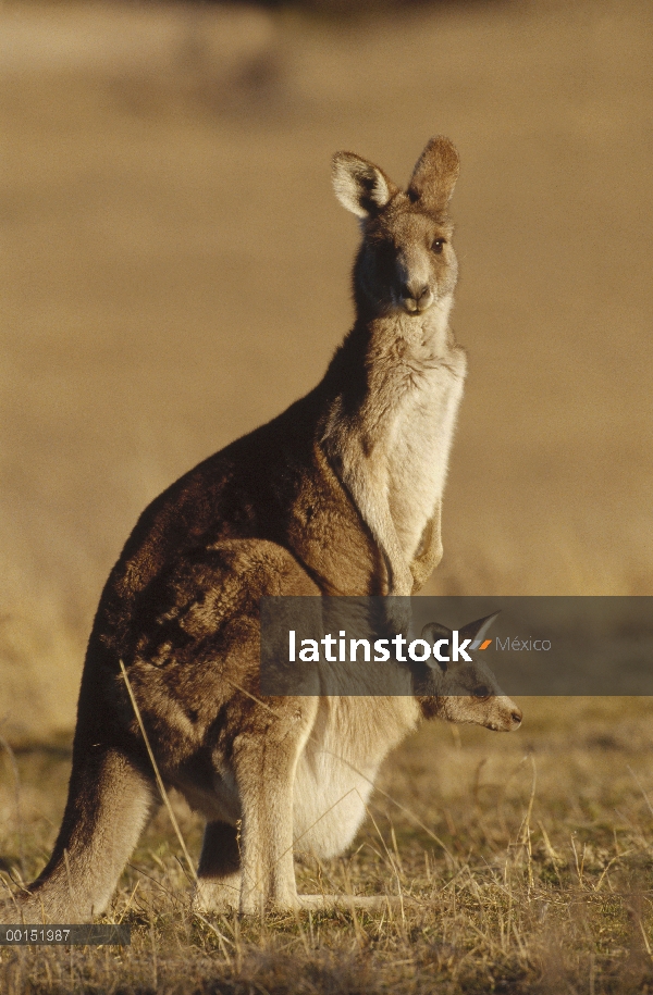 Madre canguro gris (Macropus giganteus) oriental con joey mirando fuera de bolsa, Parque Nacional de