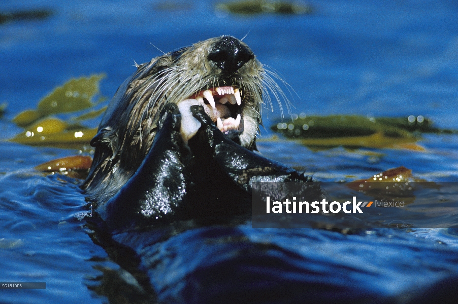 Nutria marina (Enhydra lutris) comiendo en superficie, Monterey, California