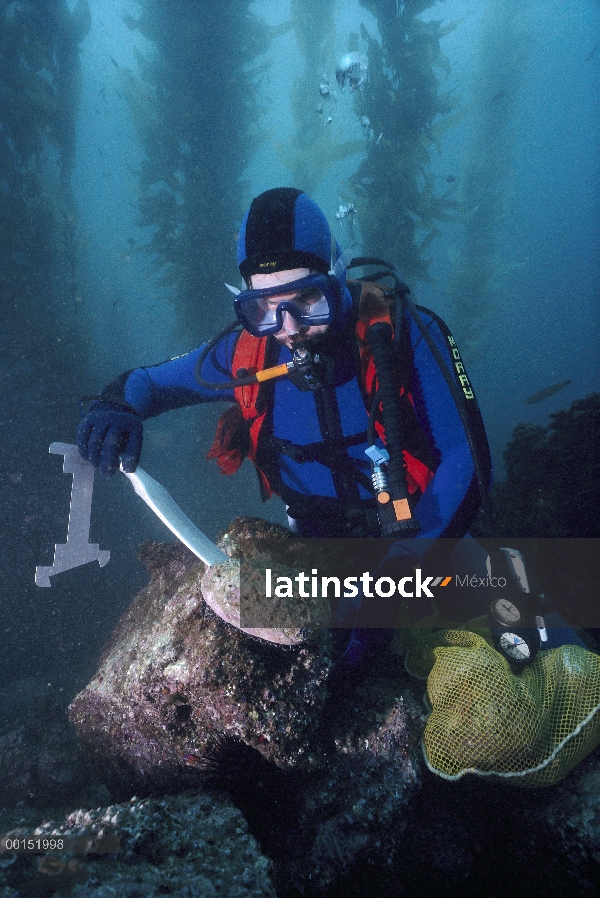 Abulón (Haliotis sp) extraído de roca por buzo, Channel Islands, California