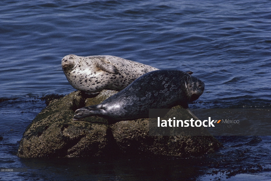 Puerto par de sello (vitulina de Phoca) descansando en la roca, Bahía de Monterey, California