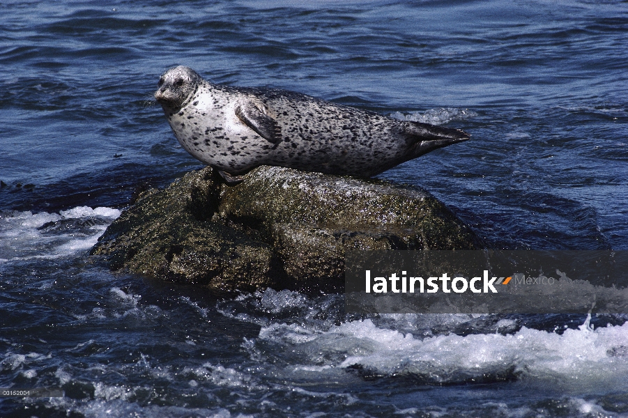 Sello de puerto (Phoca vitulina) equilibrio en la roca, Monterey, California