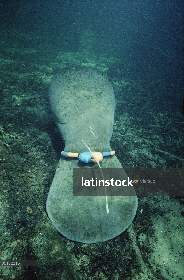 Manatí Antillano (Trichechus manatus) con un transmisor de radio atado a su cola, Blue Spring State 