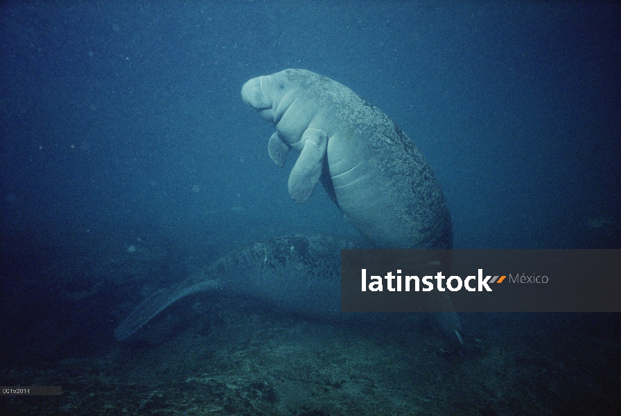 Jóvenes de Manatí Antillano (Trichechus manatus) con la piel lleno de baches, condición típica de lo