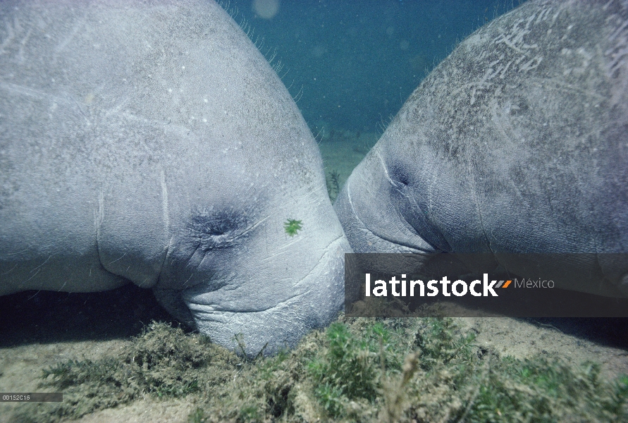 Manatí Antillano (Trichechus manatus) vaca y su ternero doze juntos pacíficamente en las aguas poco 