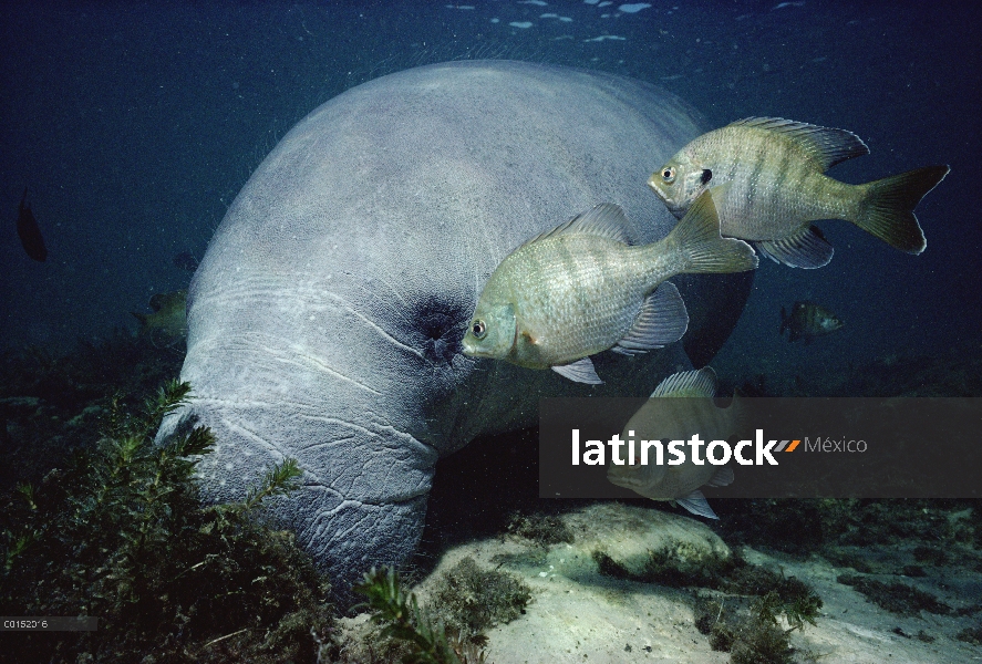 Manatí Antillano (Trichechus manatus) tiene algas en la piel escogida de peces como dosis en las agu