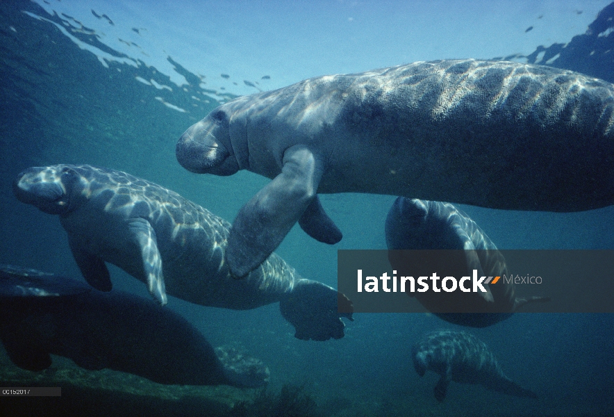 Hombre de Manatí Antillano (Trichechus manatus) en busca de una hembra en estro, Bahía de Reyes, Cry