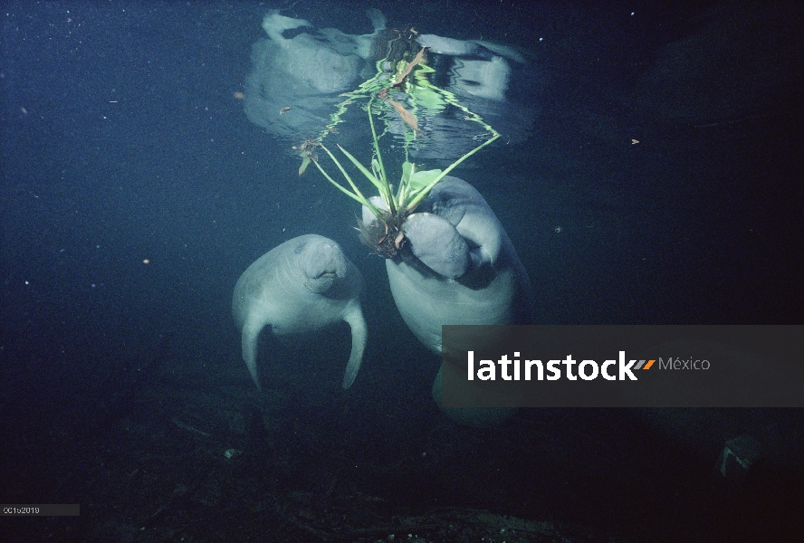 Par de Manatí Antillano (Trichechus manatus) comer Hydrilla (Hydrilla sp) una planta introducida que