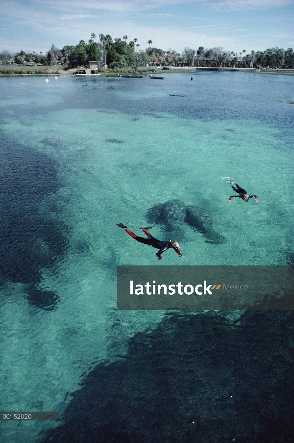 Par de Manatí Antillano (Trichechus manatus) con snorkel en la bahía de Reyes, Crystal River, Florid