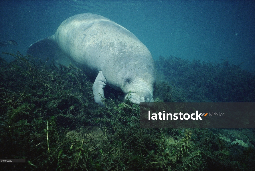 Manatí Antillano (Trichechus manatus) pastoreo sobre vegetación acuática, Blue Spring State Park, Fl