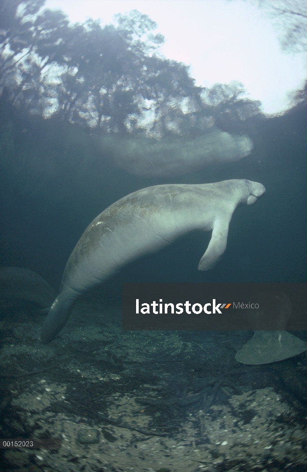 West Indian manatí (Trichechus manatus) subiendo a la superficie del agua para respirar, Blue Spring