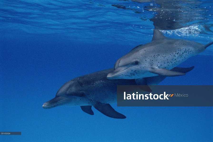 Par de delfín manchado Atlántico (frontalis de Stenella) bajo el agua, Little Bahama Bank, Caribe