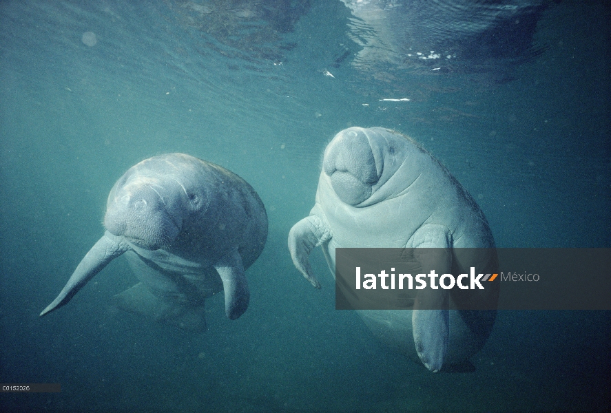 Par de Manatí Antillano (Trichechus manatus), la bahía de Reyes, Crystal River, Florida