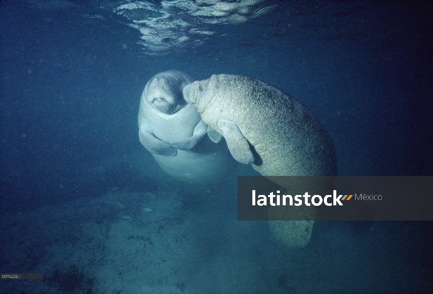 Madre del Manatí Antillano (Trichechus manatus) con jóvenes afectados por el trastorno de la piel, l