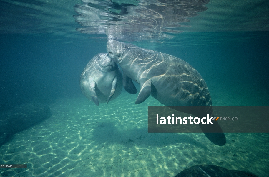 Manatí Antillano (Trichechus manatus) madre y pantorrillas acariciando, Bahía de Reyes, Crystal Rive