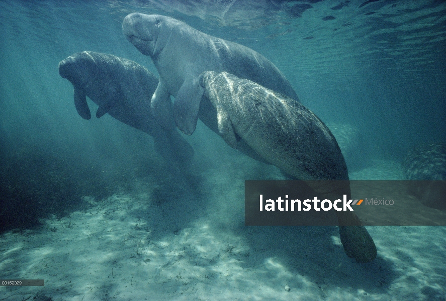 Vaca de Manatí Antillano (Trichechus manatus) enfermería un pequeño becerro huérfano, Bahía de Reyes