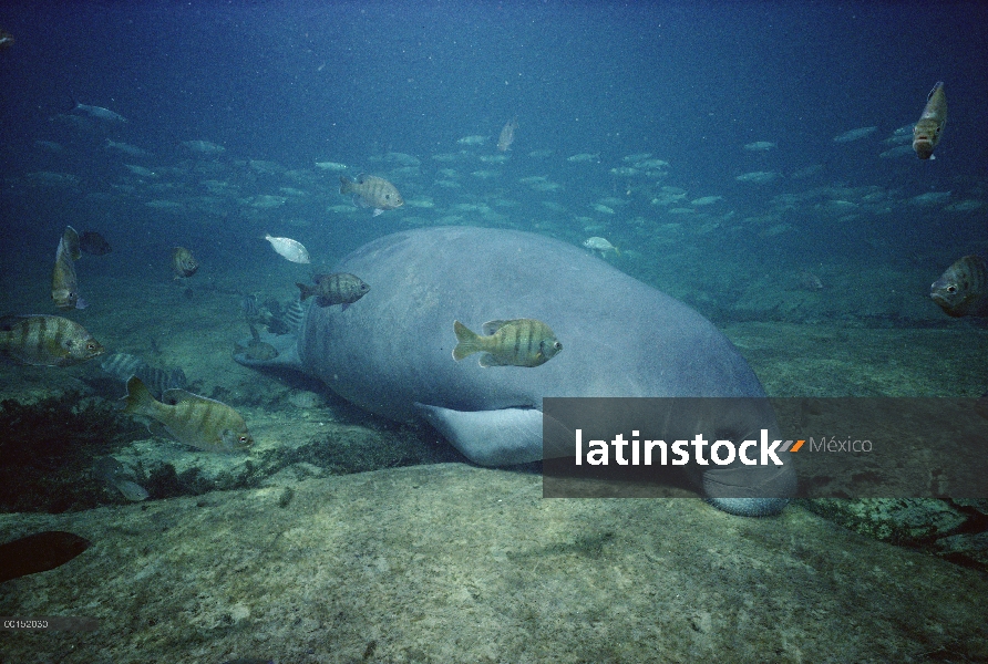 Manatí Antillano (Trichechus manatus) dormitando en las aguas poco profundas en el muelle principal 