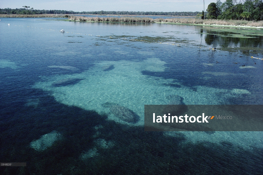 Grupo Manatí Antillano (Trichechus manatus) dormitando en las aguas poco profundas en el muelle prin