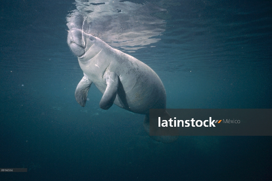 West Indian manatí (Trichechus manatus) subiendo a la superficie para tomar una bocanada de aire, Ba