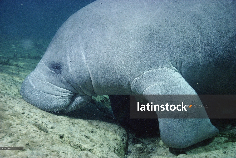 Manatí Antillano (Trichechus manatus) dormitando en una roca en el muelle principal cerca de plátano