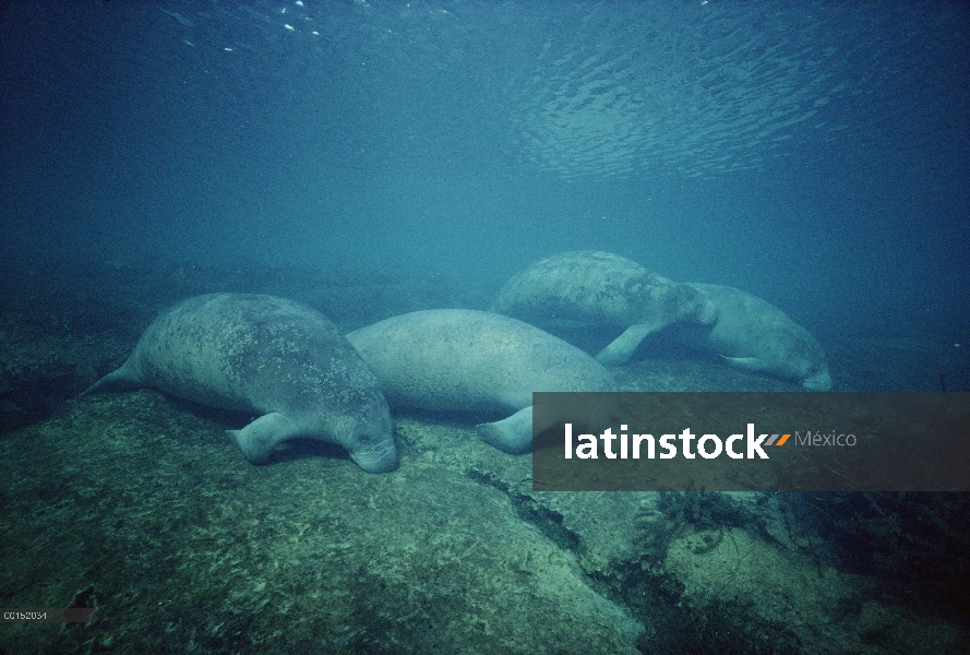 Grupo Manatí Antillano (Trichechus manatus) dormitando en las aguas poco profundas en el muelle prin