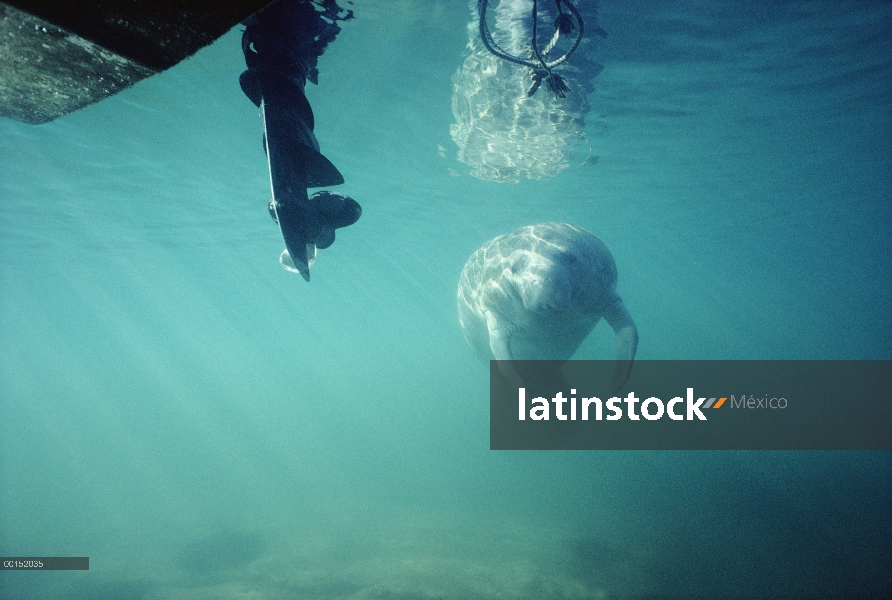 Manatí Antillano (Trichechus manatus) y uno de sus mayores peligros, la hélice de una lancha a motor