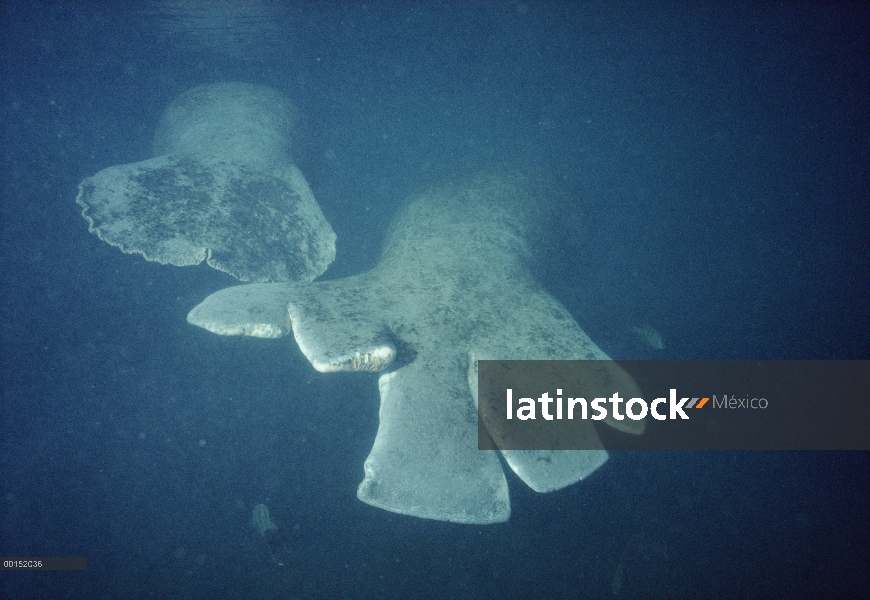 Manatí Antillano (Trichechus manatus) llamado Sadie tiene cortes de propulsor en la cola, pero su cr