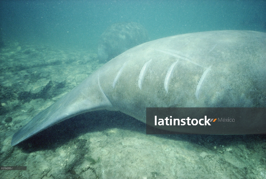 Manatí Antillano (Trichechus manatus) tiene cortes de propulsor en la cola, los barcos cada año mata