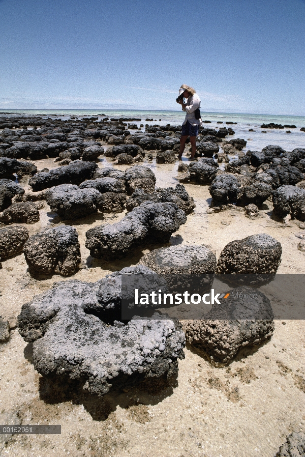 Turista fotografiando estromatolitos, colonias de algas, la más vieja forma de vida que todavía exis