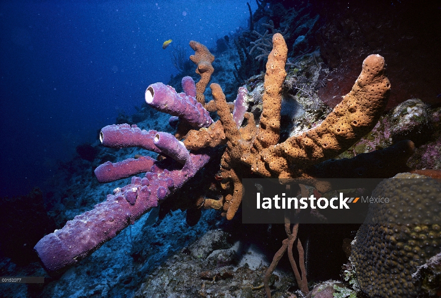 Esponja (Verongia lacunosa), British West Indies, Caicos del sur, Caribe