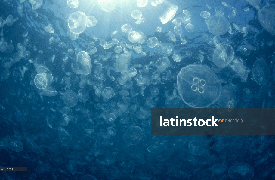 Luna masa de jalea (Aurelia aurita) en las aguas ricas en plancton del arrecife de Ningaloo, Exmouth