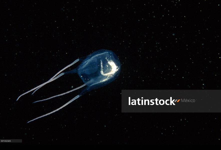 Sur Medusa avispa de mar (rastoni Carybdea) con un pequeño pescado lo ha capturado visibles dentro d