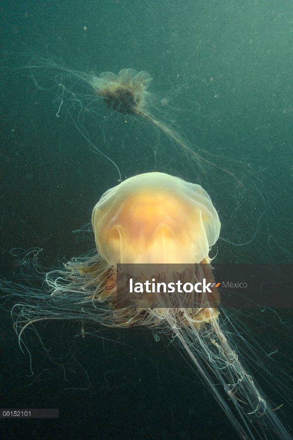 Medusas de Mane (Cyanea capillata) de León, Isla Stubbs, Columbia Británica, Canadá