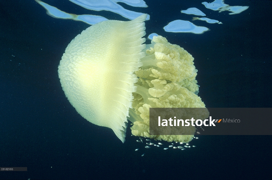 Gelatina azul (Catostylus mosaicus) con un cardumen de peces pequeños como refugio de los depredador