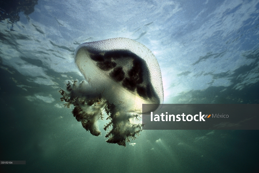 Aguijón Malva (Pelagia noctiluca), Edithburgh, Australia