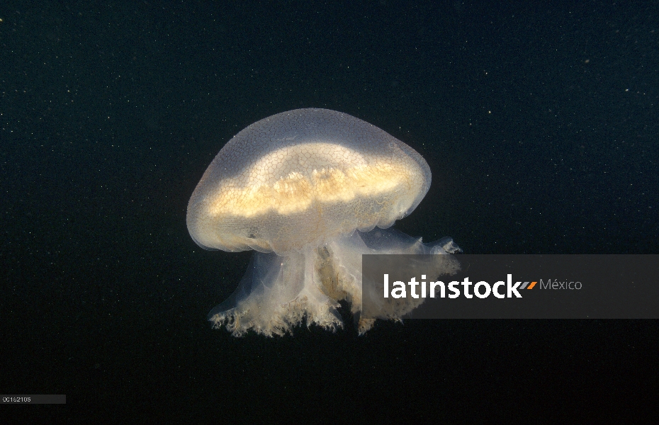 Bluebottle medusas (Pseudorhiza haeckeli), Edithburgh, Australia del sur, Australia