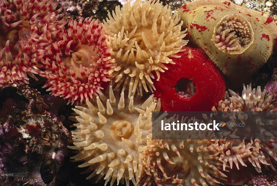 Anémona moteado (Urticina crassicornis) grupo con tentáculos extendidos para alimentar, Columbia Bri