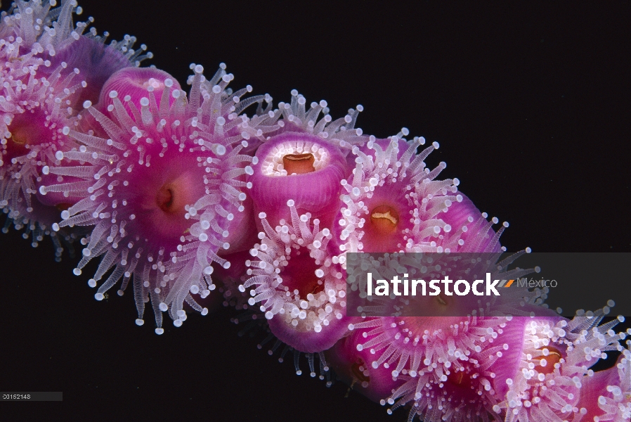 Joya de grupo de anémonas (Corynactis sp) con extened tentáculos para alimentarse, Bicheno, Tasmania