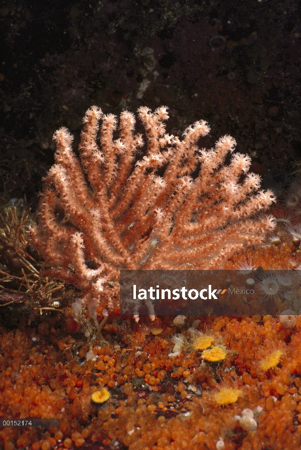 Coral gorgonias (Calcigorgia spiculifera) en medio tunicados de Taylor coloniales (Metandrocarpa tay