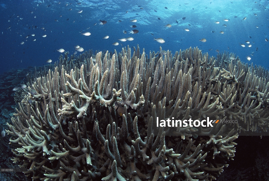 Coral cuerno de ciervo (Acropora robusta) y varias especies de pequeñas castañuelas (Chromis sp), gr