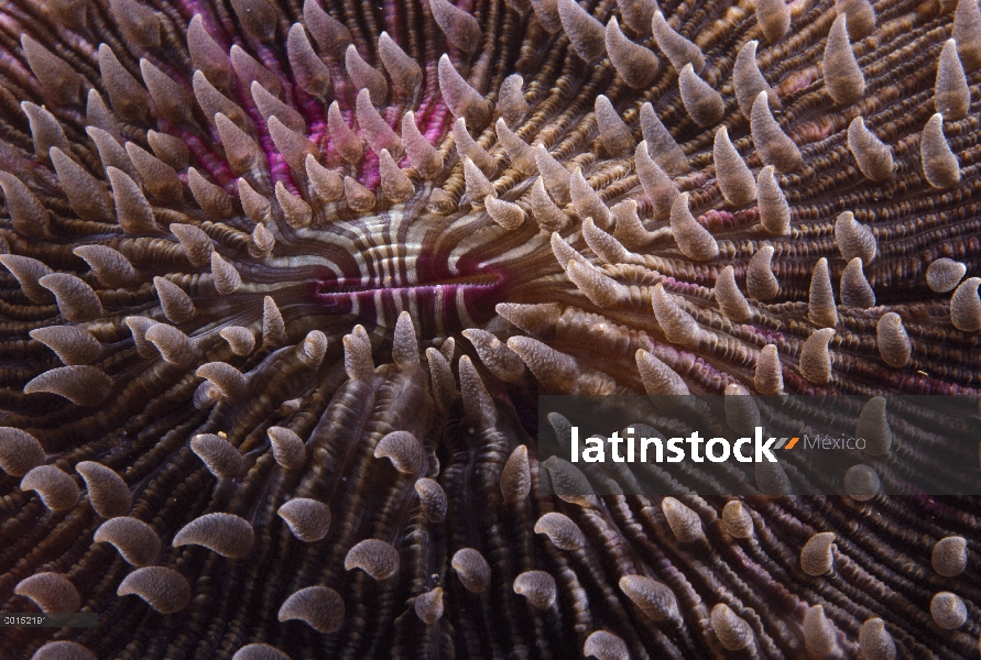 Coral hongo (Fungia repanda) con sus tentáculos extendidos en la noche para capturar alimento, la is